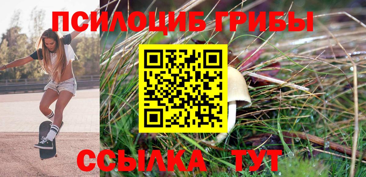 Псилоцибиновые грибы Psilocybine cubensis Пенза